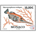 Macroramphosus Scolopax Macroramphosus Scolopax