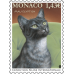 INTERNATIONAL CAT SHOW 2022