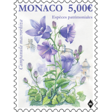 NATIONAL SPECIES - THICK-ROOTED CAMPANULA 