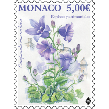 NATIONAL SPECIES - THICK-ROOTED CAMPANULA 