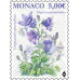 NATIONAL SPECIES - THICK-ROOTED CAMPANULA 