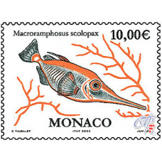 MACRORAMPHOSUS SCOLOPAX